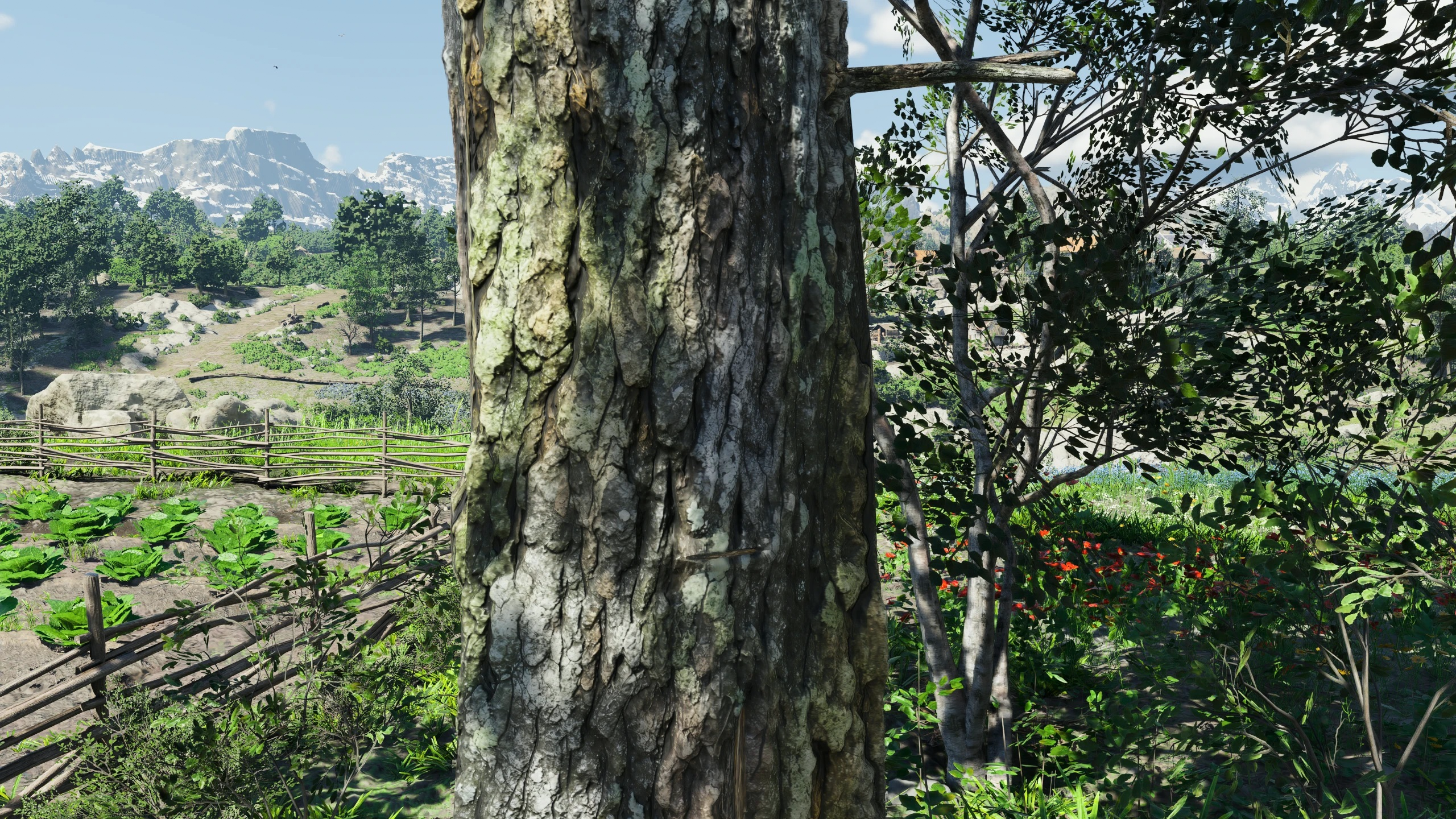 The same bark after Better Trees